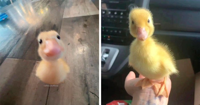 30 Cute Pictures Of Ducks Shared By This Dedicated Instagram Page