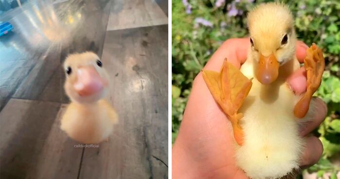 30 Heart-Warming Pictures Of Cute Ducks That Might Turn Your Day Around