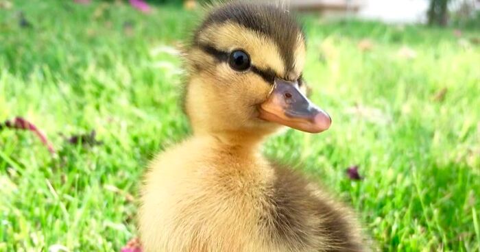 30 Heart-Warming Pictures Of Cute Ducks That Might Turn Your Day Around