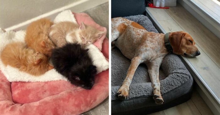 72 Wholesome Pics Of Adopted Pets That Will Never Have To Be Alone Again (May Edition)