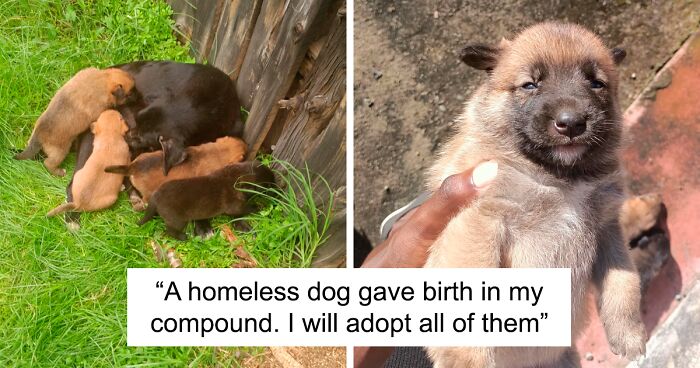 72 Of The Most Wholesome Rescue Pet Pics After They Found Their Forever Home (May Edition)