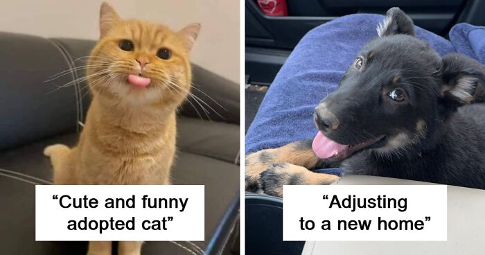 72 Of The Most Wholesome Rescue Pet Pics After They Found Their Forever Home (May Edition)