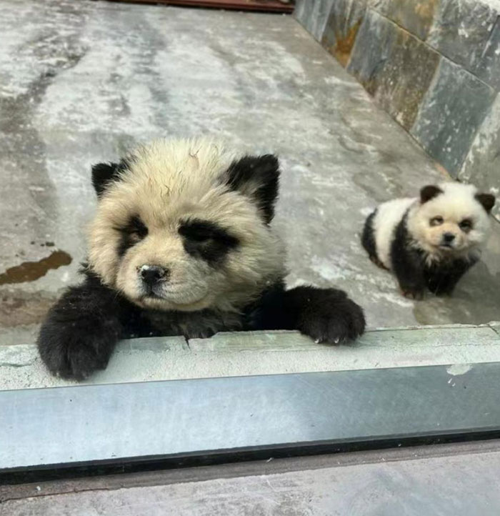 Outrage After Zoo’s Panda Exhibit Turns Out To Be Dogs Dyed Black And White Outrage After Zoo’s Panda Exhibit Turns Out To Be Dogs Dyed Black And White