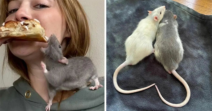 50 Adorable Pics That Might Convince You To Get A Pet Rat