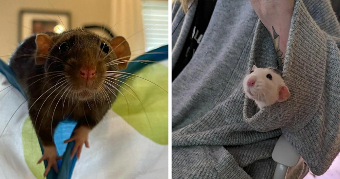 97 Adorable Pics That Might Convince You To Get A Pet Rat