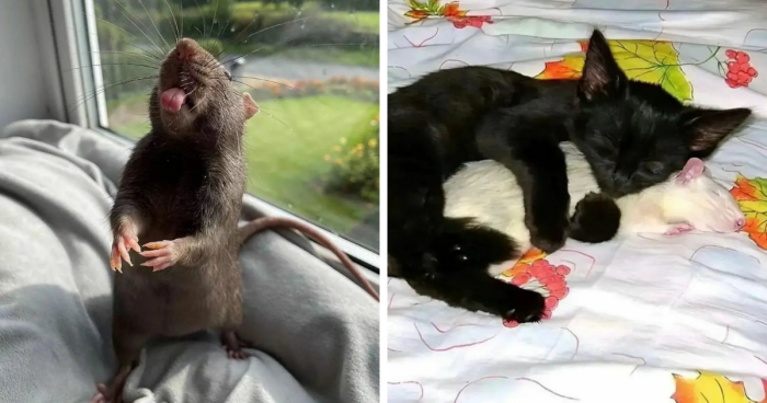 97 Adorable Photos That Might Just Convince You To ‘Squeak’ Yes To A Pet Rat