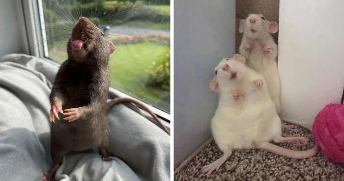 97 Captivating Photos That Might Convince You To Embrace A Pet Rat Companion