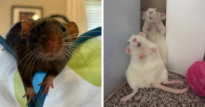 97 Adorable Photos That Just Might Convince You To Welcome A Pet Rat Into Your Life
