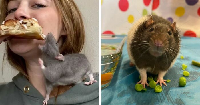 97 Adorable Pics That Might Convince You To Get A Pet Rat