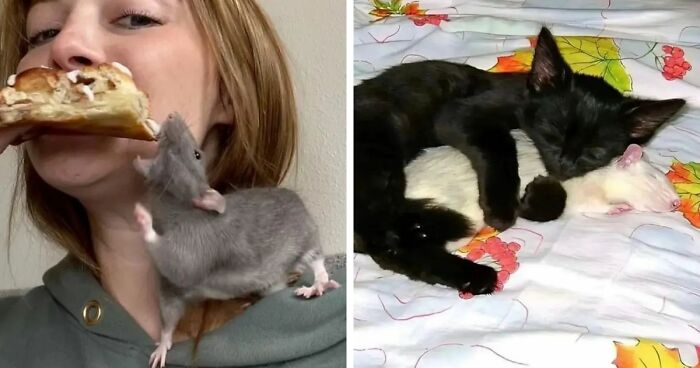 97 Adorable Photos That Just Might Convince You To Welcome A Pet Rat Into Your Life