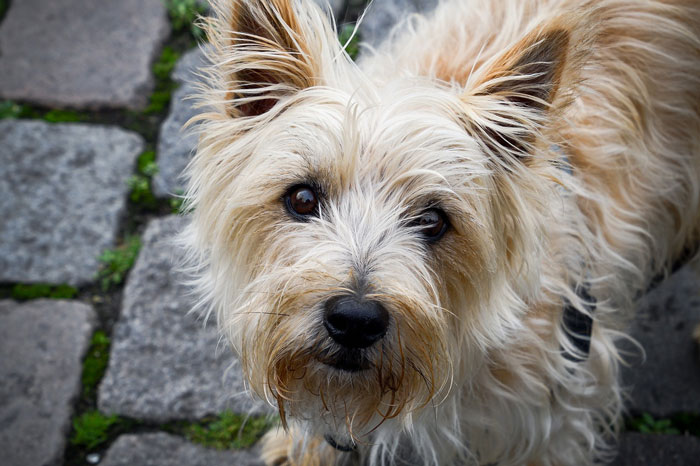 close up view of Cairn Terrier 