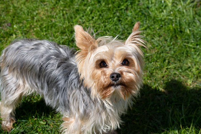 close up view Yorkshire Terrier on the grass