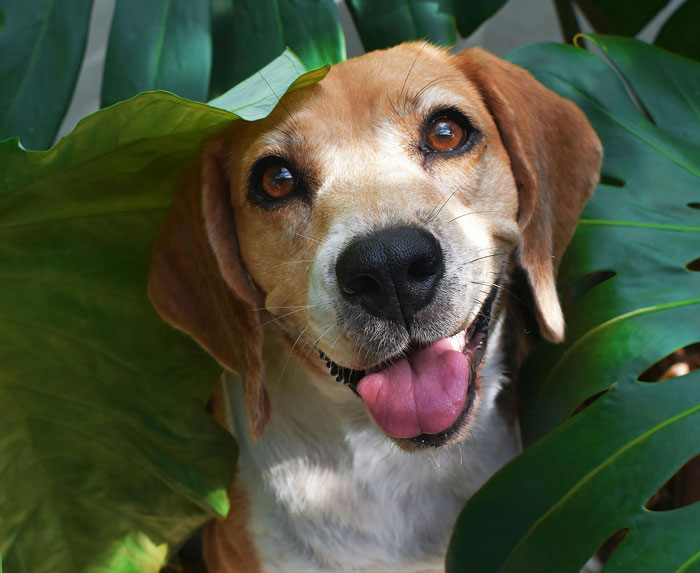 close up view of Beagle