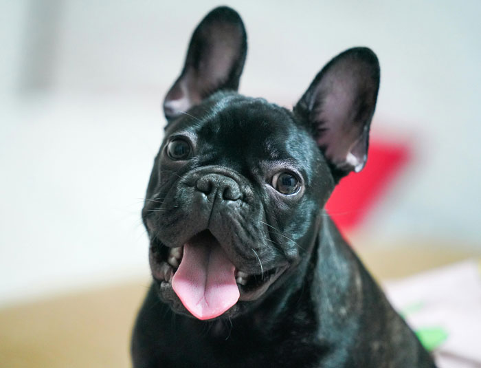 close up view of a black French Bulldog