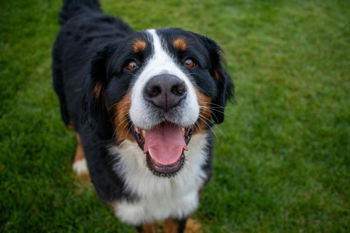 close up view of Bernese Mountain Dog 