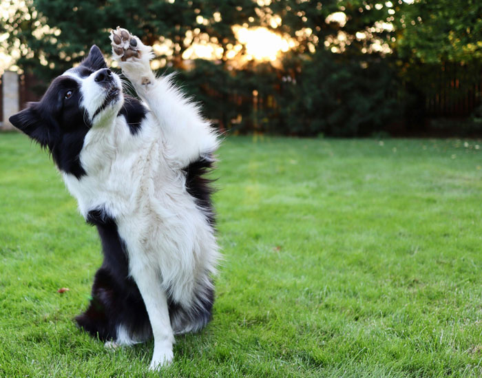 Border Collie sitting on the grass and raise one paw