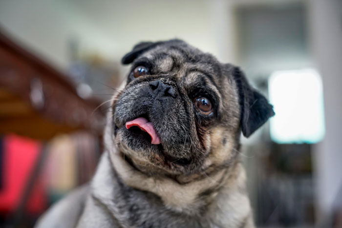 close up view of pug