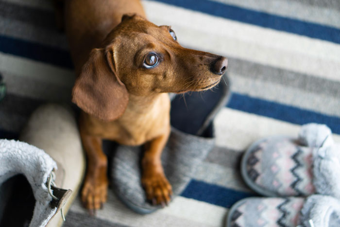 close up view of Dachshund