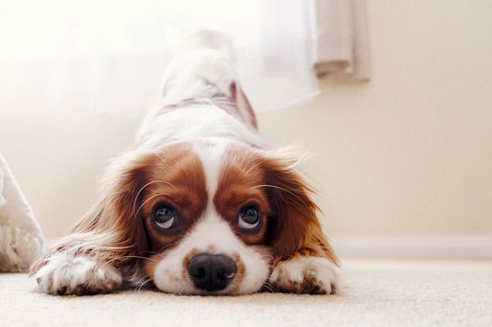 close up view of Cavalier King Charles Spaniel