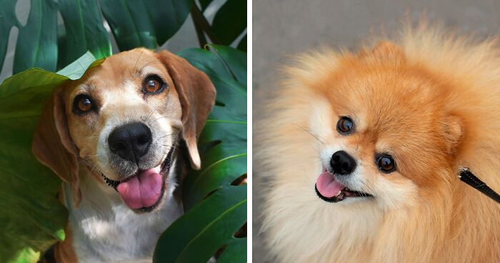 20 Cutest Dog Breeds In The World