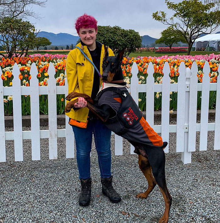 “He’s Scent-Trained To Alert”: 3-Year-Old Dobermann Tobias Improves Chronically Ill Owner’s Life “He’s Scent-Trained To Alert”: 3-Year-Old Dobermann Tobias Improves Chronically Ill Owner’s Life