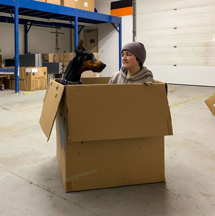 “He’s Scent-Trained To Alert”: 3-Year-Old Dobermann Tobias Improves Chronically Ill Owner’s Life “He’s Scent-Trained To Alert”: 3-Year-Old Dobermann Tobias Improves Chronically Ill Owner’s Life