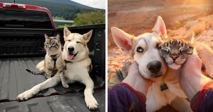 This Cat And Dog Love Traveling Together, And Their Pictures Are Absolutely Adorable (21 Pics)
