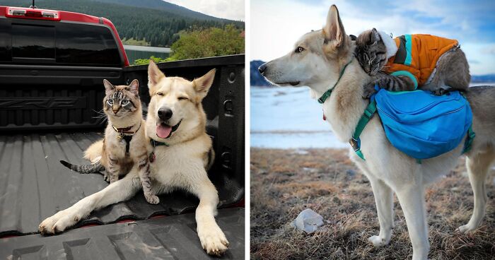 This Cat And Dog Are Superb Travel Friends, And Their Pictures Are Absolutely Lovely (21 Pics)