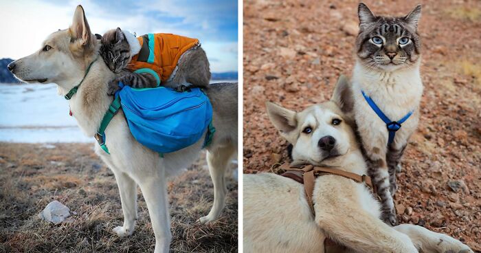 This Cat And Dog Are Superb Travel Friends, And Their Pictures Are Absolutely Lovely (21 Pics)