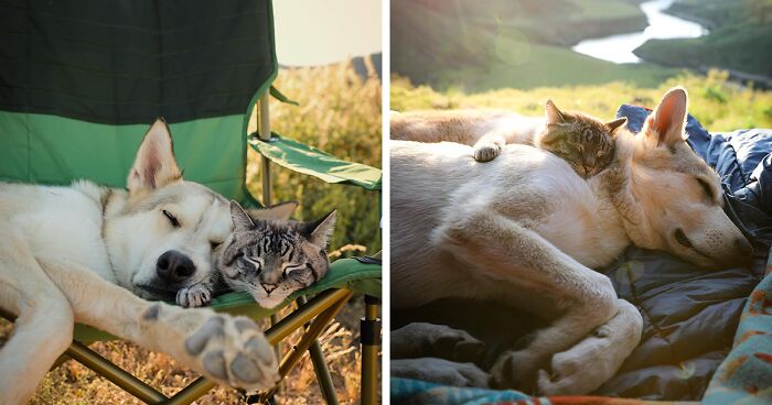 This Cat And Dog Are The Best Travel Buddies, And Their Pictures Are Adorable (21 Pics)