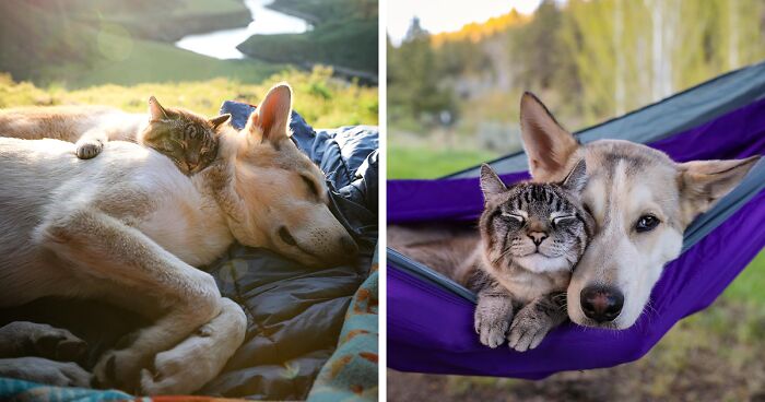 This Cat And Dog Are The Best Travel Buddies, And Their Pictures Are Adorable (21 Pics)