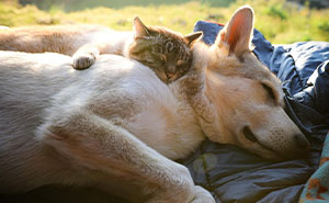 This Cat And Dog Are The Best Travel Buddies, And Their Pictures Are Adorable (21 Pics)