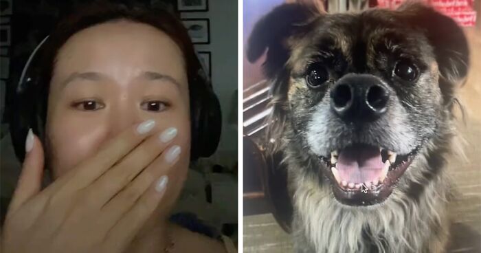 A Dog DNA Test Helps Woman Discover Her Mutt’s Entire Family Tree And She’s In Tears