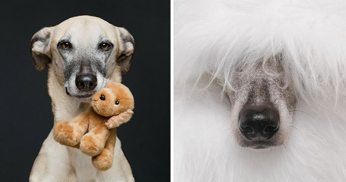 27 Dog Portraits Filled With Character And Joy By Elke Vogelsang (New Pics)