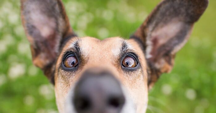 27 Expressive Dog Portraits Highlighting Unique Personalities By Elke Vogelsang (New Pics)