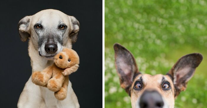 27 Expressive Dog Portraits Highlighting Unique Personalities By Elke Vogelsang (New Pics)