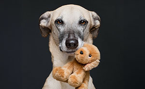 27 Intimate And Playful Dog Portraits By Elke Vogelsang (New Pics)