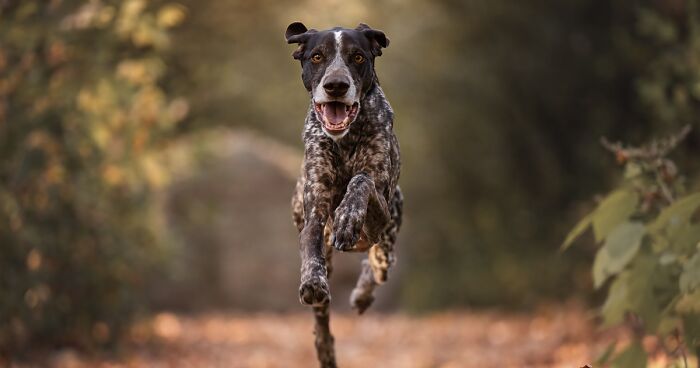 I Captured Dogs On The Run, And The Results Are The Most Adorable Faces Of Joy (12 Pics)