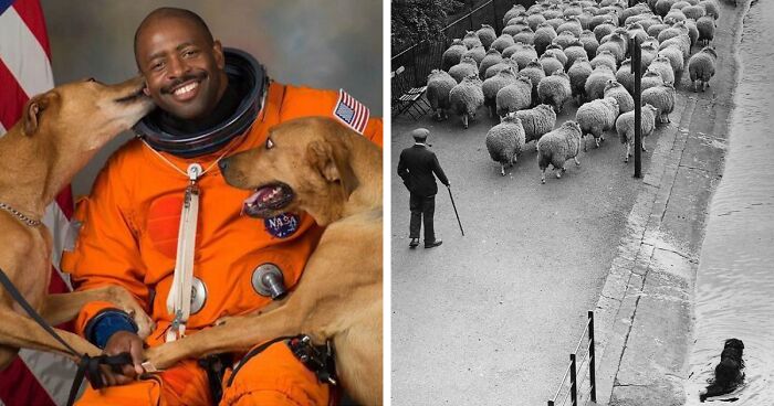 50 Cute Dogs That Got Forever Encapsulated In History