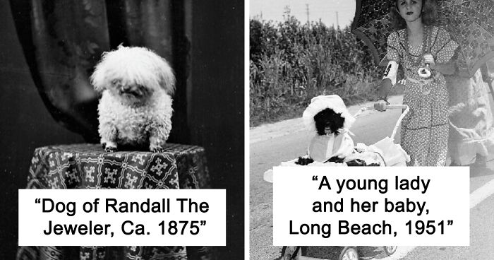 90 Of The Sweetest Dog Photos Taken Throughout History That May Melt Your Heart