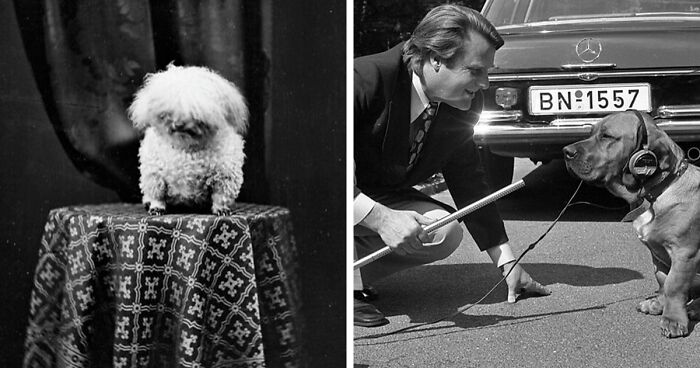 90 Cute Dogs That Got Forever Encapsulated In History