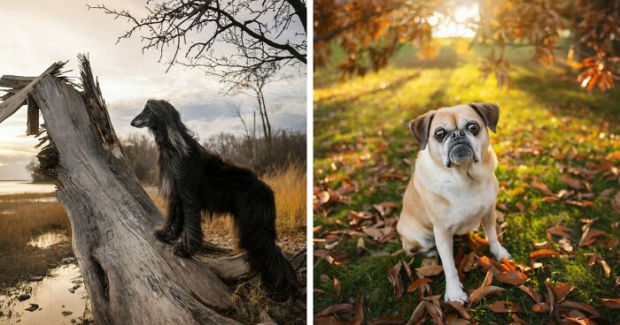 38 Dreamy Results Of Adorable Dogs And Cats That I Photographed