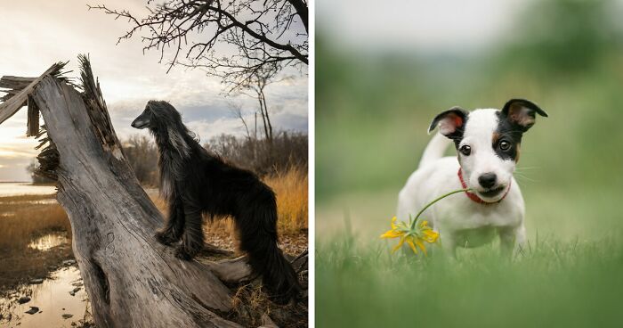 38 Dreamy Moments Of Pets That I Caught On Camera