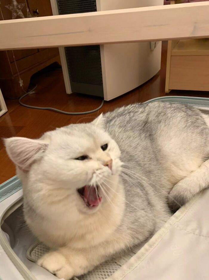 Part Two: My Third Cat In My Suitcase, Just Like Her Aunt