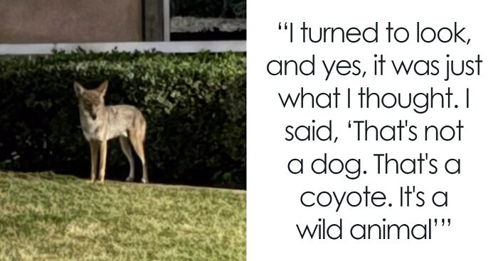Woman Endures Yelling From Man Who Thought A Roaming Coyote Was Her Pet Dog