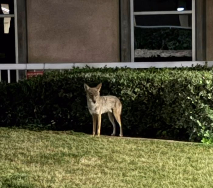 Woman Left Confused After Entitled Man Yells At Her To Put A Leash On Coyote Woman Left Confused After Entitled Man Yells At Her To Put A Leash On Coyote