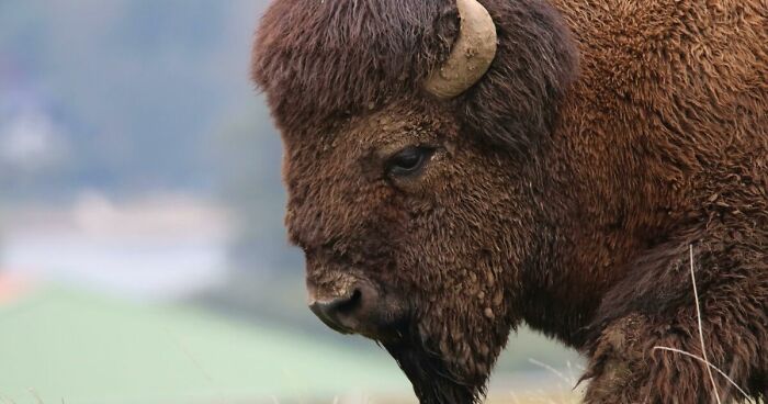 Bison Gets Sweet Revenge After Drunk Man Suffers Injury And Gets Arrested For Kicking The Animal