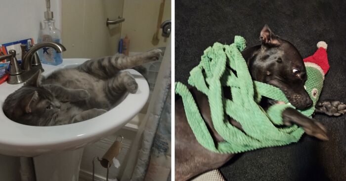 Hey Pandas, Show Us Your Funniest Animal Photos (Closed)