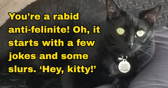 9 Seasons Of Seinfeld Summed Up In 10 Pictures Of My Cat