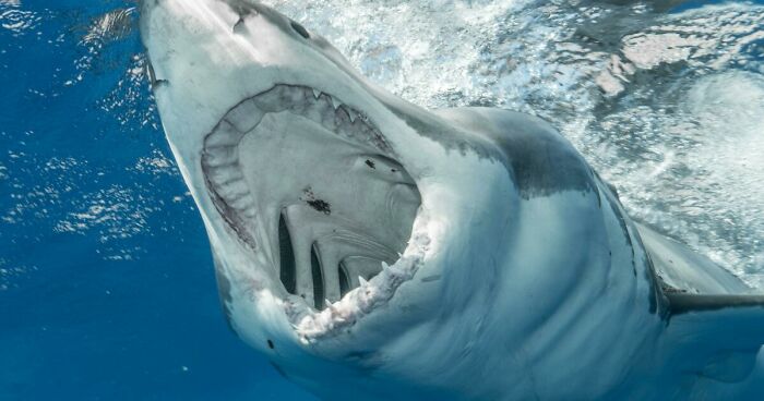 “Such A Horrible Story”: Woman’s Final Moments Before Being Eaten Alive By 13-Ft Shark Revealed
